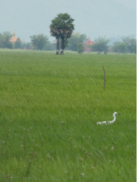 Rice fields in Cambodia. © S. Garnier, CIRAD