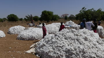 Marché de coton au Nord-Cameroun © Bruno Bachelier, Cirad