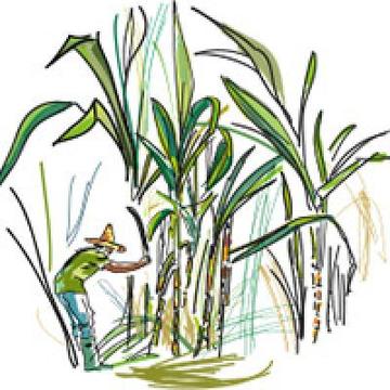 Summary of the sugarcane roadmap