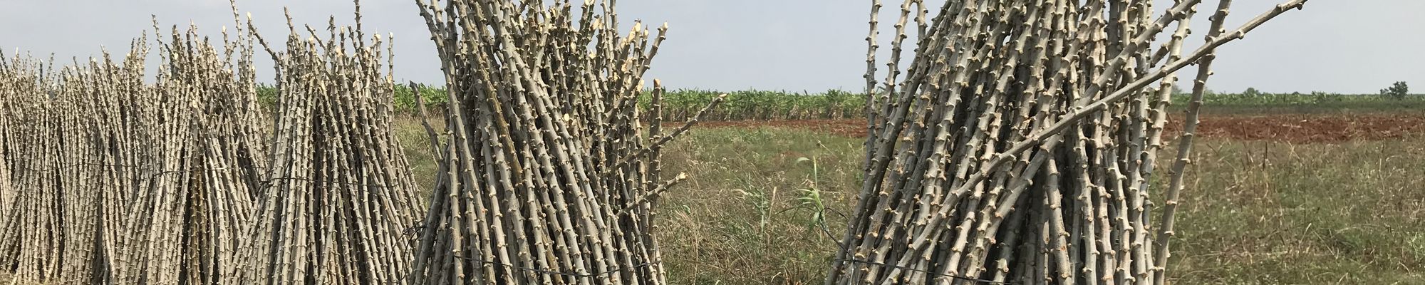 Tiges de manioc pour la plantation au Cambodge. © R. Cardinael, Cirad