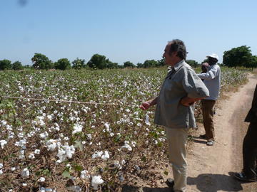 Cotton field in Burkina Faso © K. Naudin, Cirad