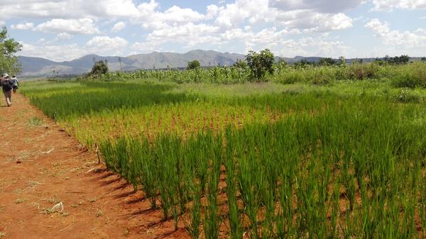 Essai sur riz à Madagascar. © A. Ripoche, Cirad