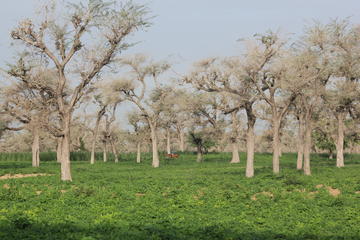Crops and trees in Senegal. © T. Brévault, CIRAD