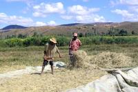 Battage et égrenage manuels du riz au champ dans la région du lac Alaotra, Madagascar. © E. Penot, Cirad