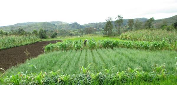 Essai Biova sur une parcelle paysanne: riz; maïs + haricot; avoine + vesce (Madagascar)